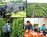 Finca exportadora